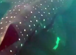 VÍDEO: nadadoras encontram tubarão-baleia em travessia do Leme ao Pontal